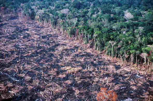 queimada